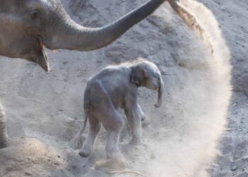 Lille ny hanelefantunge med sin mor Mun (Foto: Frank Rønsholt / Zoologisk Have København)